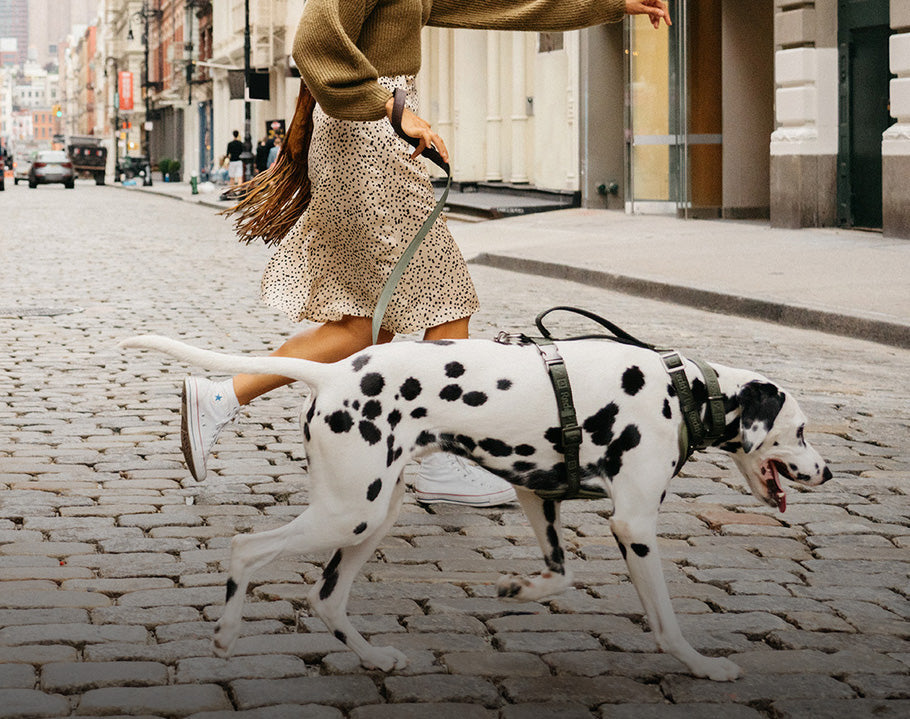 Queens Charlotte Ball