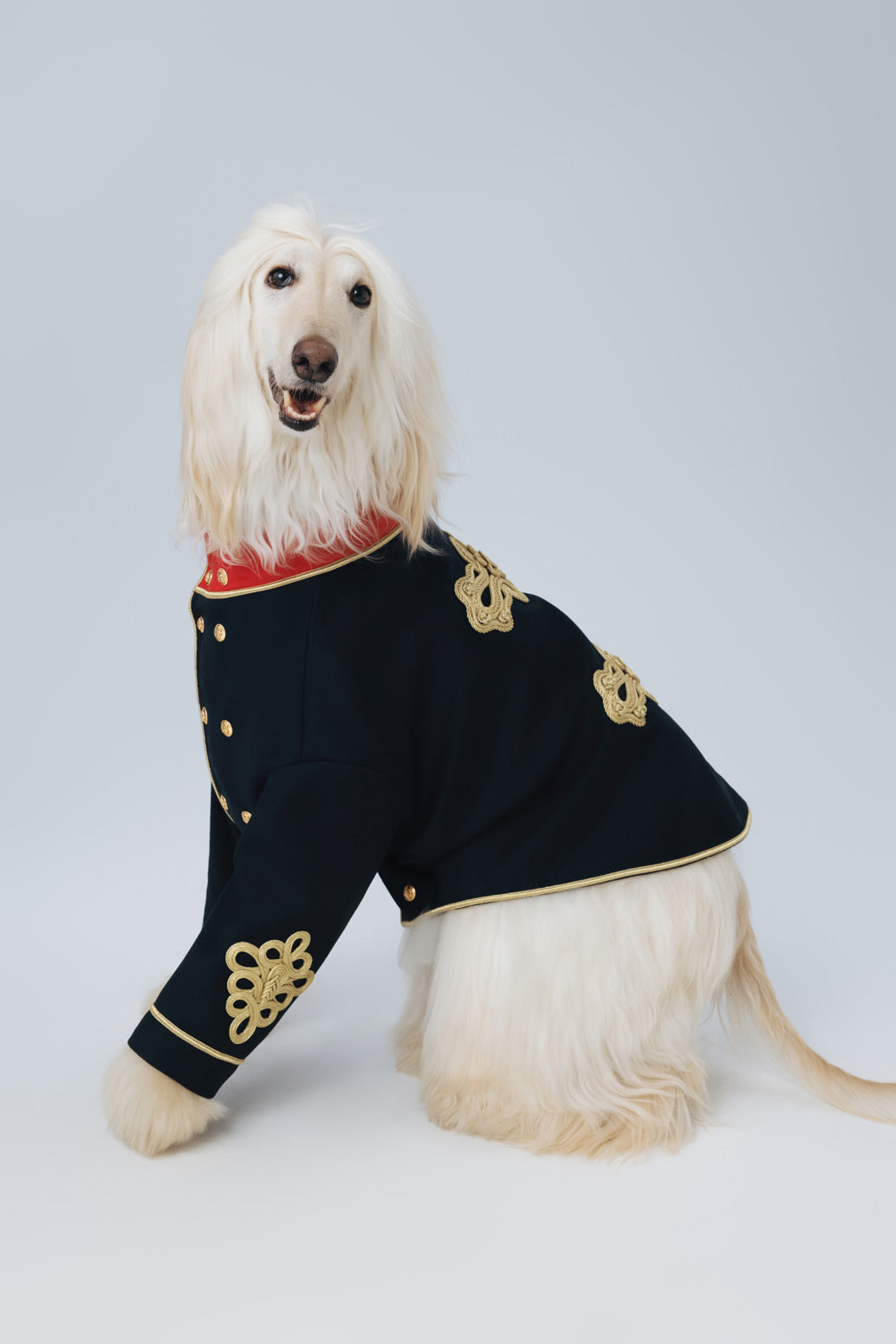 Pompom Hussar