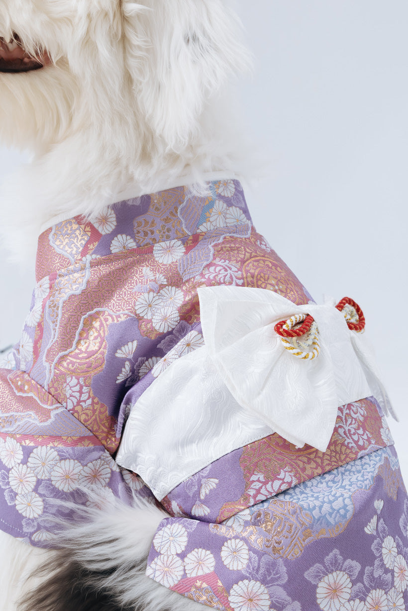 Hanami – Tomoyo