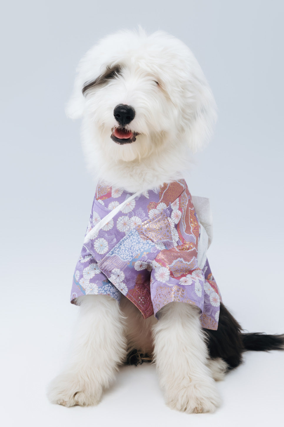Hanami – Tomoyo