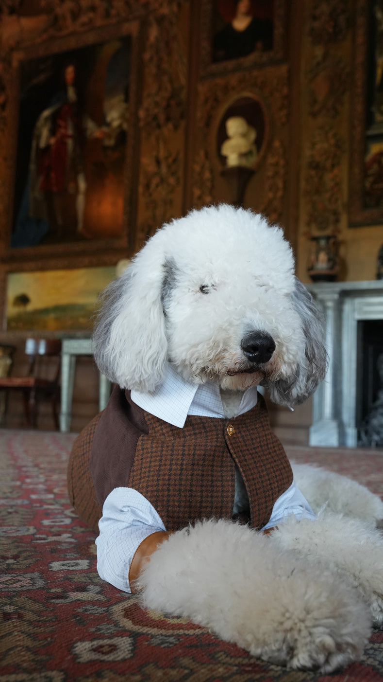 Lord Chestnut