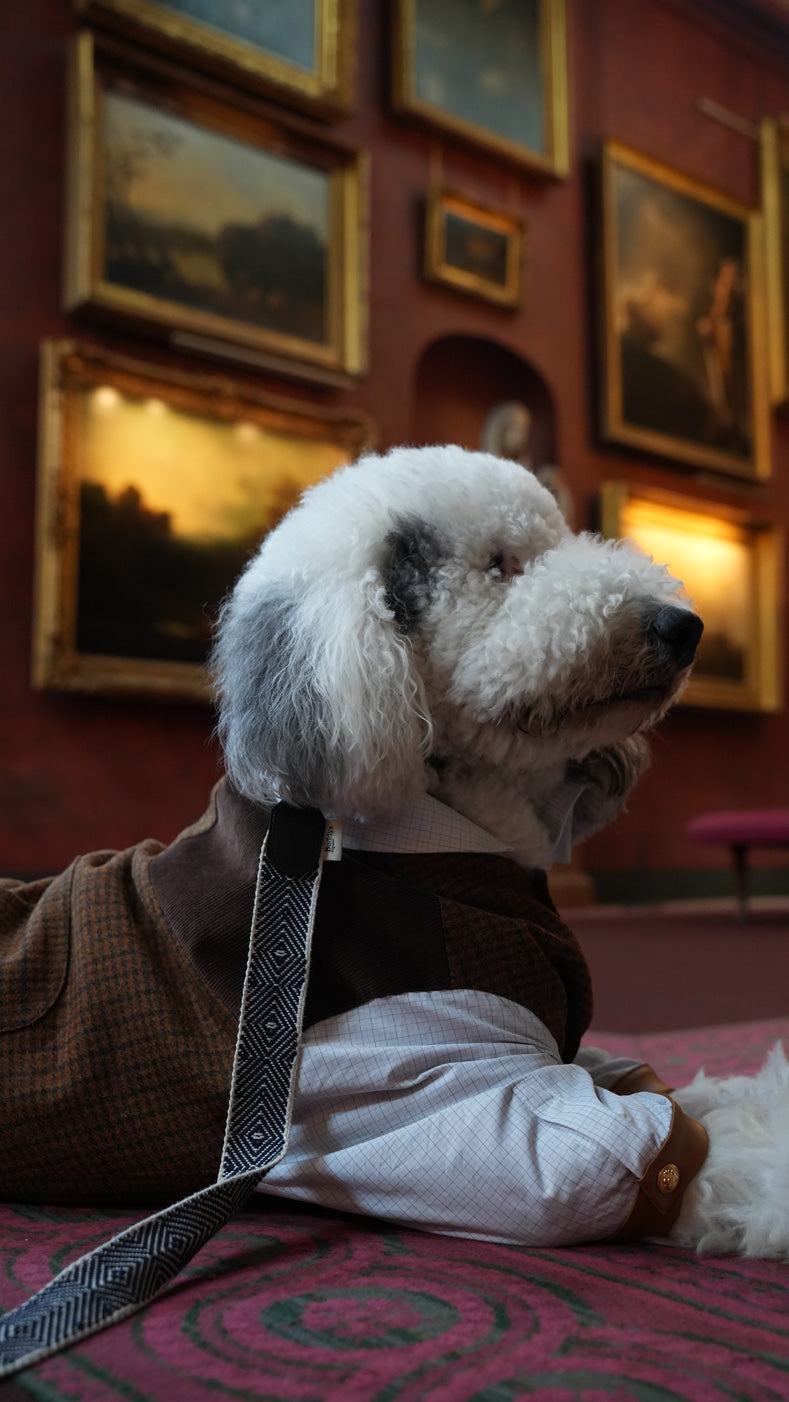 Lord Chestnut
