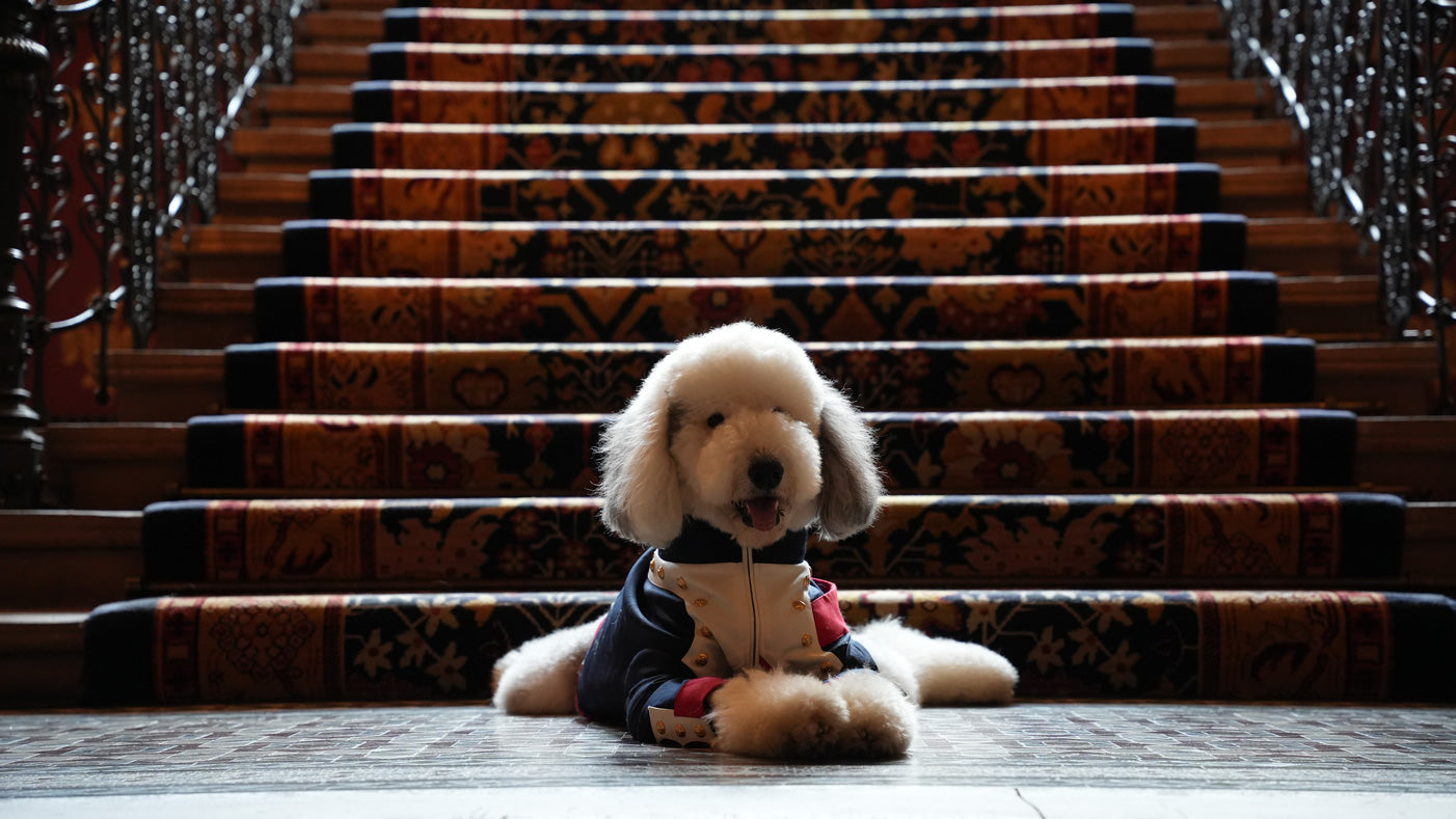 Marshal Woof
