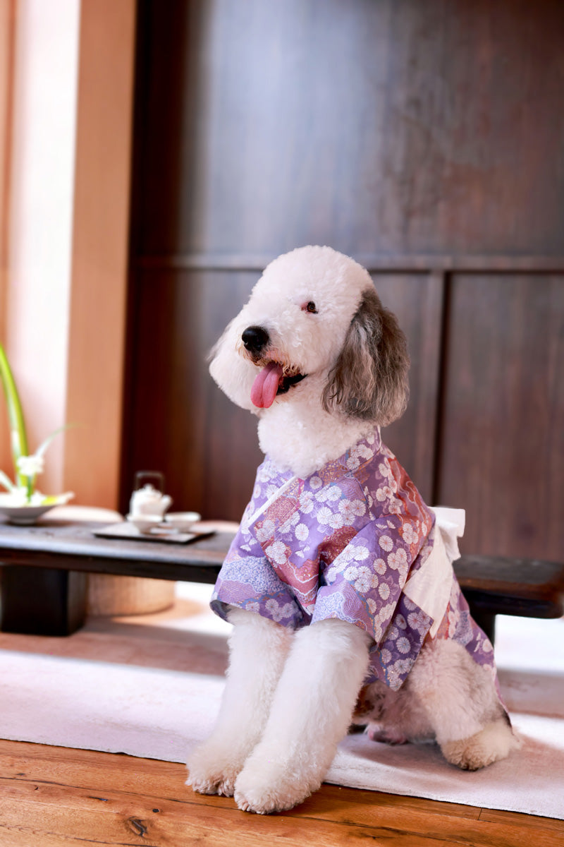 Hanami – Tomoyo