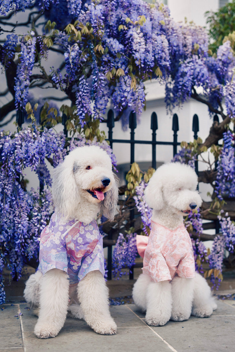Hanami – Tomoyo