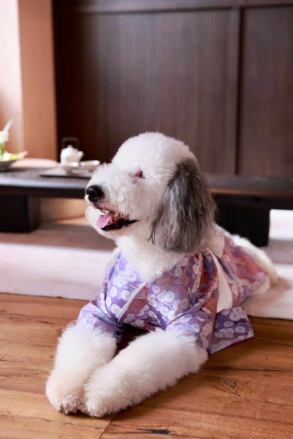 Hanami – Tomoyo